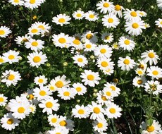 臨床心理士が精神不調のアセスメントします メンタルヘルスが気になるあなたへ