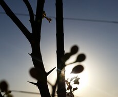 いのちの電話