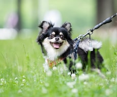 出張でペットの撮影します わんちゃんの写真を公園やお気に入りの場所で撮影します！