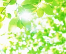 自閉症・知的障害・認知症・成年後見の相談にのります 障害・介護・成年後見に向き合ってきた家族です