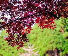 強烈な便秘を解消する方法を伝授します イメージ1