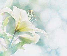 あなたの女性性を開花し魅力アップます 魅力アップ 浄化 癒しヒーリングセット