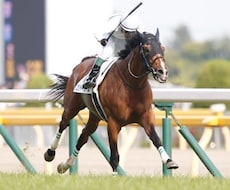 POG2020-2021 厳選リストを提供します POG本、ブログ等から収集した情報よりおすすめをまとめました
