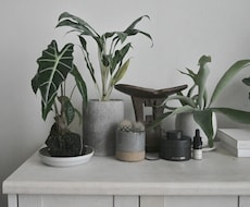 観葉植物のコーディネートをアドバイス致します イメージ1