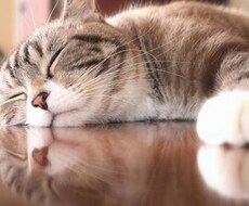 どんな話の相手になります イメージ1