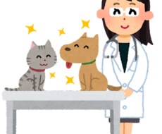 獣医師が企画やサービスにアドバイスや助言意見します 新サービスやアイデアについて獣医師の意見をお伝えいたします