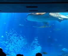 はじめての子連れ沖縄本島旅行!! 相談に乗ります コストパフォーマンスのいい旅のプランをお手伝いします。