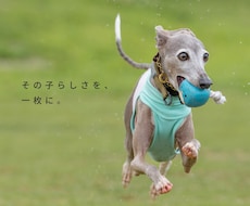 愛犬・ペットを自然な表情で出張撮影します 遊ぶ姿も、見つめる表情も、その子らしさを一枚に。