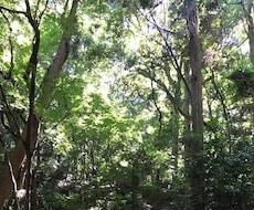 タロットフルデッキとルノルマンカードで占います バランスの良い鑑定を心がけています