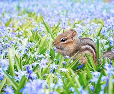 あなたに必要な事を動物達がお伝えします モヤモヤしているあなたに、スピリットアニマルからのメッセージ