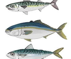 論文への使用OK！リアルな魚のイラスト描きます イメージ1