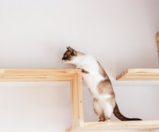 あなたにピッタリの猫カフェ教えます どこに行こうか迷ってる方向け(大阪･京都メイン)