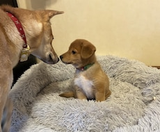 ワンちゃんを迎える準備、心構えをお話します （スタートから悩まない、ワンちゃんの飼育環境整備）