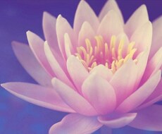 あなたのホリスティックバランスを整えます もっと健康でキレイになりたい、幸せに生きたいあなたへ