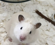 小動物の写真撮影代行します イメージ1