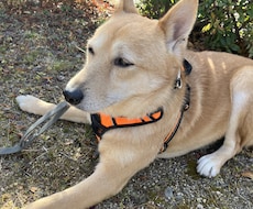 疾患をもつ犬猫の飼い主さんのお悩み相談をいたします イメージ1