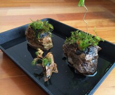 ビオトープつくります イメージ1