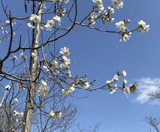 悩み相談愚痴 雑談相談恋愛等皆様のお話お聞きします イメージ1