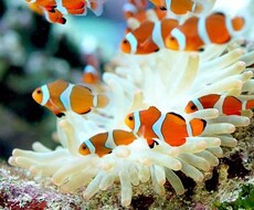 アクアリウム 水槽 淡水海水 珊瑚アドバイスします イメージ1