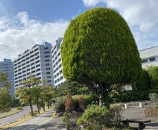 結婚しなくても良いと思います イメージ1