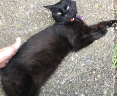 主に恋愛で悩んでる方へアドバイスいたします。ます イメージ1