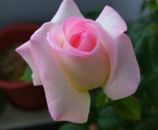植物の写真撮影します イメージ1