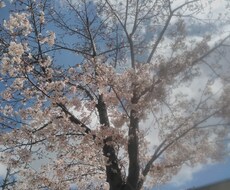YesNo簡単思念で鑑定します 彼が自分のこと好き？嫌い？普通？YesNoでお答えします。