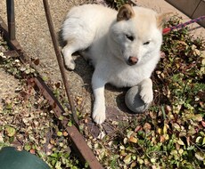 写真の背景を白に変更を爆速で仕上げます イメージ1