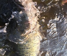 バス釣りなどの情報をお教えします イメージ1