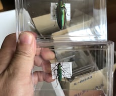 昆虫標本作ります イメージ1