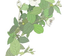 静物写真をトレスしてepsデータを作成します イメージ1