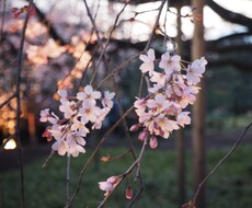 貴方だけの【御伽話】を語ります 生年月日から貴方だけの【御伽話】を制作致します。