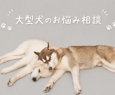 超大型犬、大型犬のお悩み相談聞きます 資格を持ってない一般人だからこそ話せることもありませんか♪？
