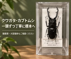 クワガタ・カブトムシの標本を製作します 一頭から複数頭まで、個体に合わせて仕上げます