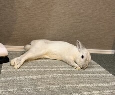 うさぎの飼い方教えます イメージ1