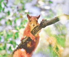 幻想的に、神秘的にサビアン占星術で占います 事務的ではなく感性豊かな表現で占ってほしい人におすすめします