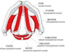 科学的アプローチでミックスボイスを開発します イメージ1