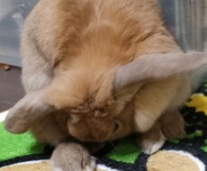 あなたを推します