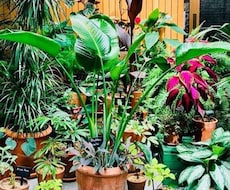 園芸ガーデニング全般のお困り事を解決します 観葉植物や多肉植物など植物全般の事をプロがアドバイスします！