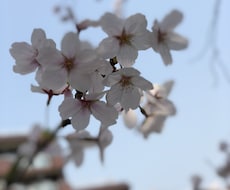 離婚、再婚、相談、愚痴、なんでも聞きます イメージ1