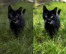 写真の色味を綺麗にします イメージ1