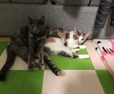 一人暮らしに関するアドバイスをします イメージ1