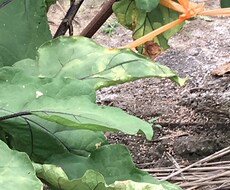 野菜作りなんでも相談乗らせていただきます イメージ1