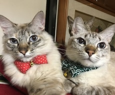 猫9匹の飼い主が【ペット愛】語りを受け止めます イメージ1