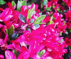 写真の色味を調節します イメージ1