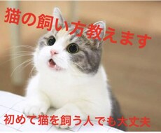 猫の飼い方わからない人に【猫の飼い方】教えます イメージ1