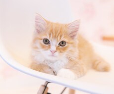 お相手様が返信する気はあるのか視ます お相手様が返信する気はあるのか心配な方必須