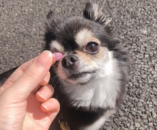 愛するペットの悩みを解決します イメージ1