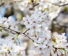 片思いの相手の気持ちを心理分析で丁寧に読み解きます イメージ1