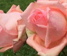 お話ききます。お話相手になります イメージ1